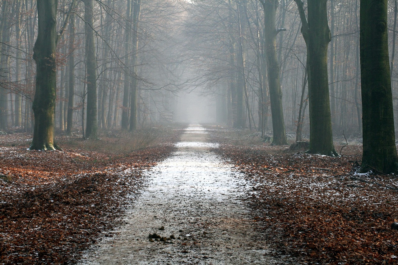 Path - free online jigsaw puzzle photo