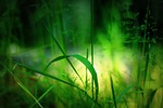 grass, nature, grasses