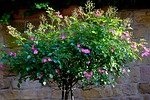 flowers, arrangement, deco