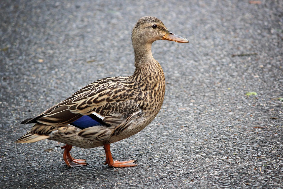 6000 Gambar Burung Yang Mudah 6000 Gambar Burung Yang Mudah