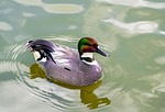 falcated, duck, plumage