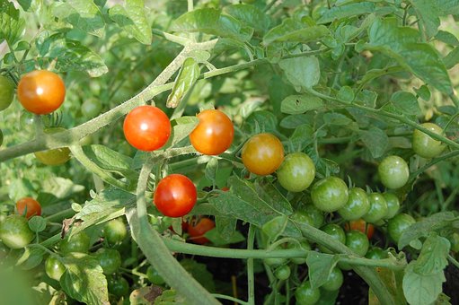 Free Ripening Tomatoes photo and picture