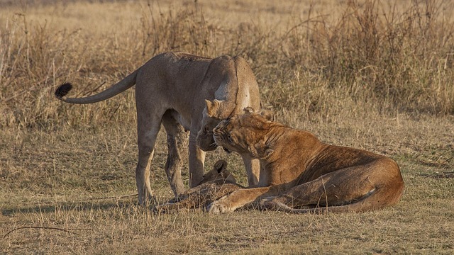 Löwe, Junges, Familie, Natur, Zweck
