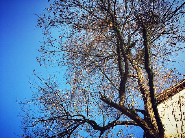 Free Autumn Tree photo and picture