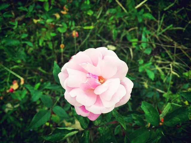 Free Flower Lonely photo and picture