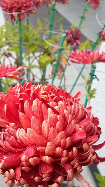 Free Chrysanthemum Flower Background photo and picture