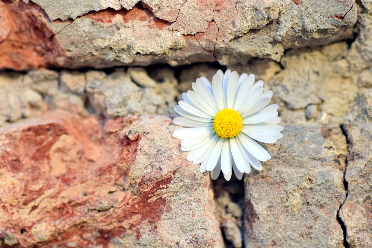 Flower - free online jigsaw puzzle photo