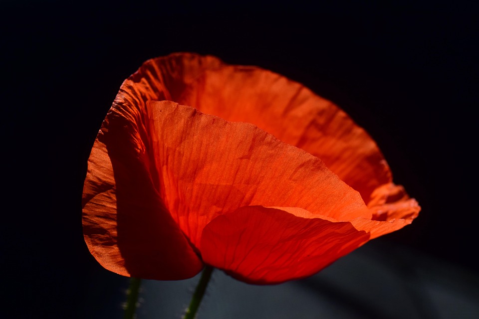 Mohn Mohnblüte Klatschmohn - Kostenloses Foto auf Pixabay