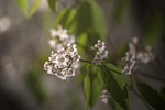 plant, flower, romantic