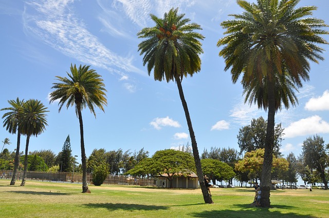 Free Palm Tree Hawaii photo and picture