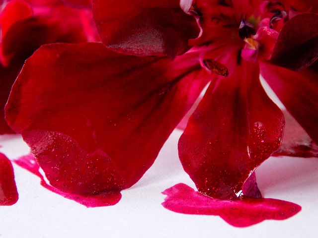 Free Flowers Nature photo and picture