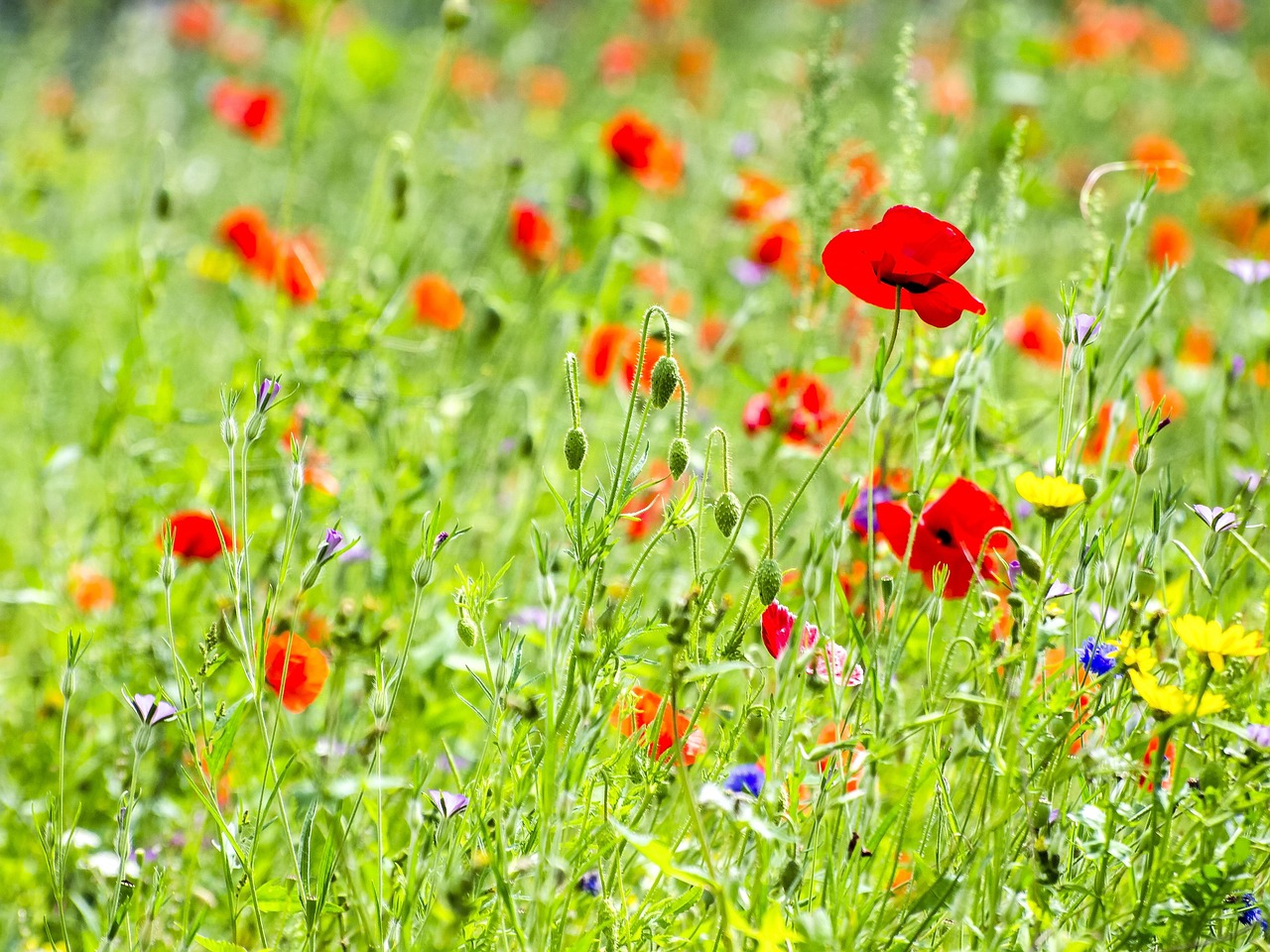 Fleur Prairie Fleurie La Nature - Photo gratuite sur Pixabay - Pixabay
