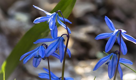 Free Flowers Flower Wallpaper photo and picture