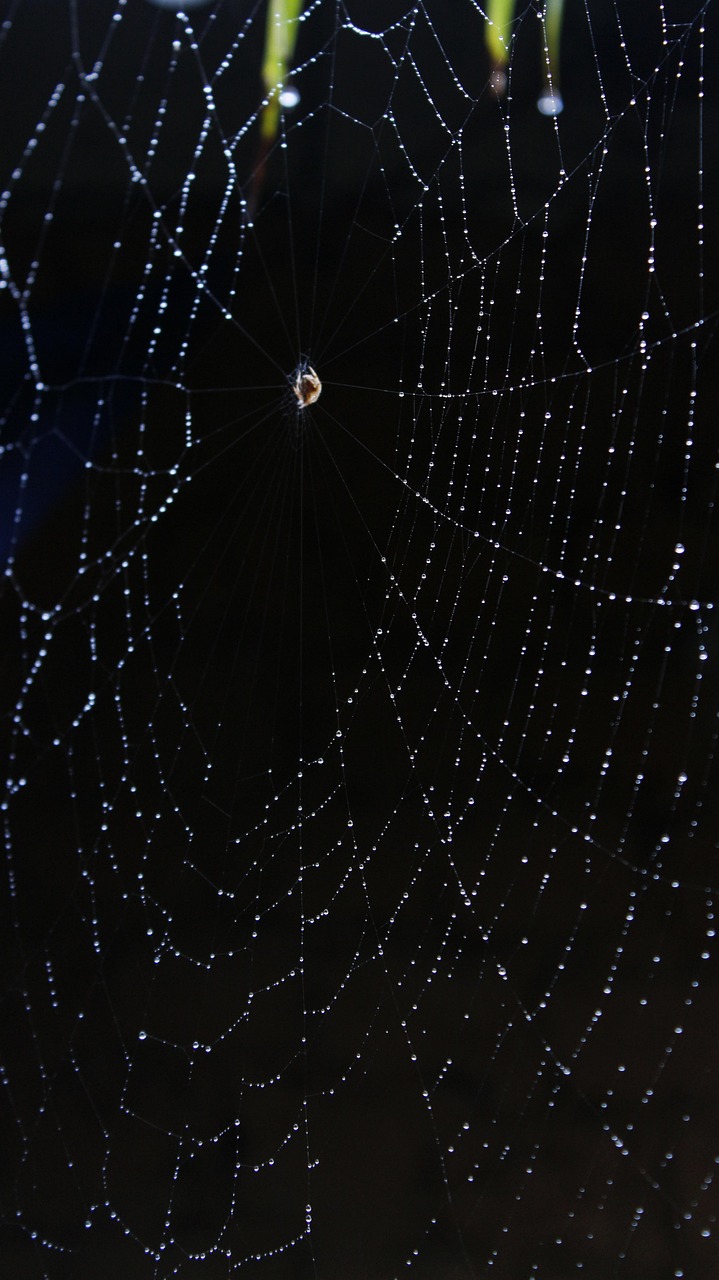 Misty Web - Free photo on Pixabay - Pixabay