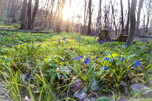 Free Spring Flower Background photo and picture