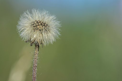 Free Dandelion Beautiful Flowers photo and picture