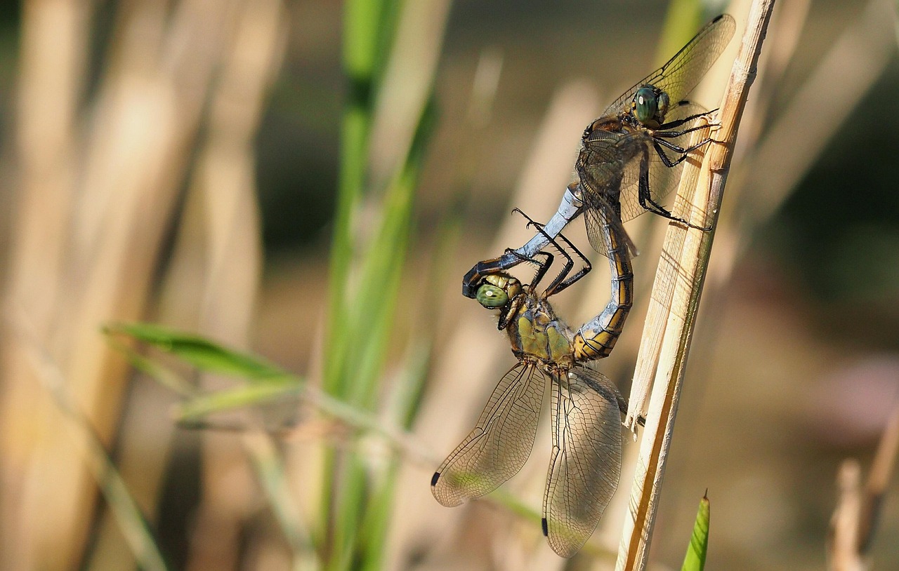 Nature Dragonflies Insects Free photo on Pixabay Pixabay