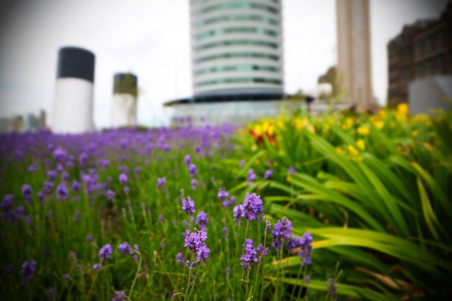 Free Rotterdam Port Of Rotterdam photo and picture