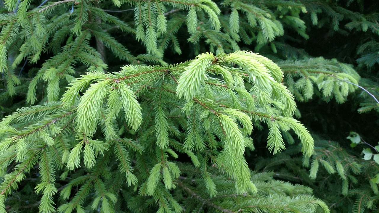 Árvore De Abeto Verde Natureza - Foto gratuita no Pixabay - Pixabay