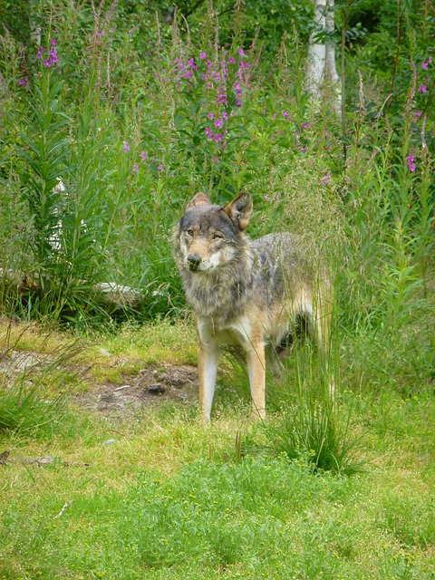 Wolf, Roofdieren, De Aard Van De, Hunter