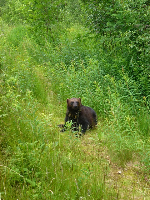 Wolverine, Roofdieren, Kjøttspiser, Oma