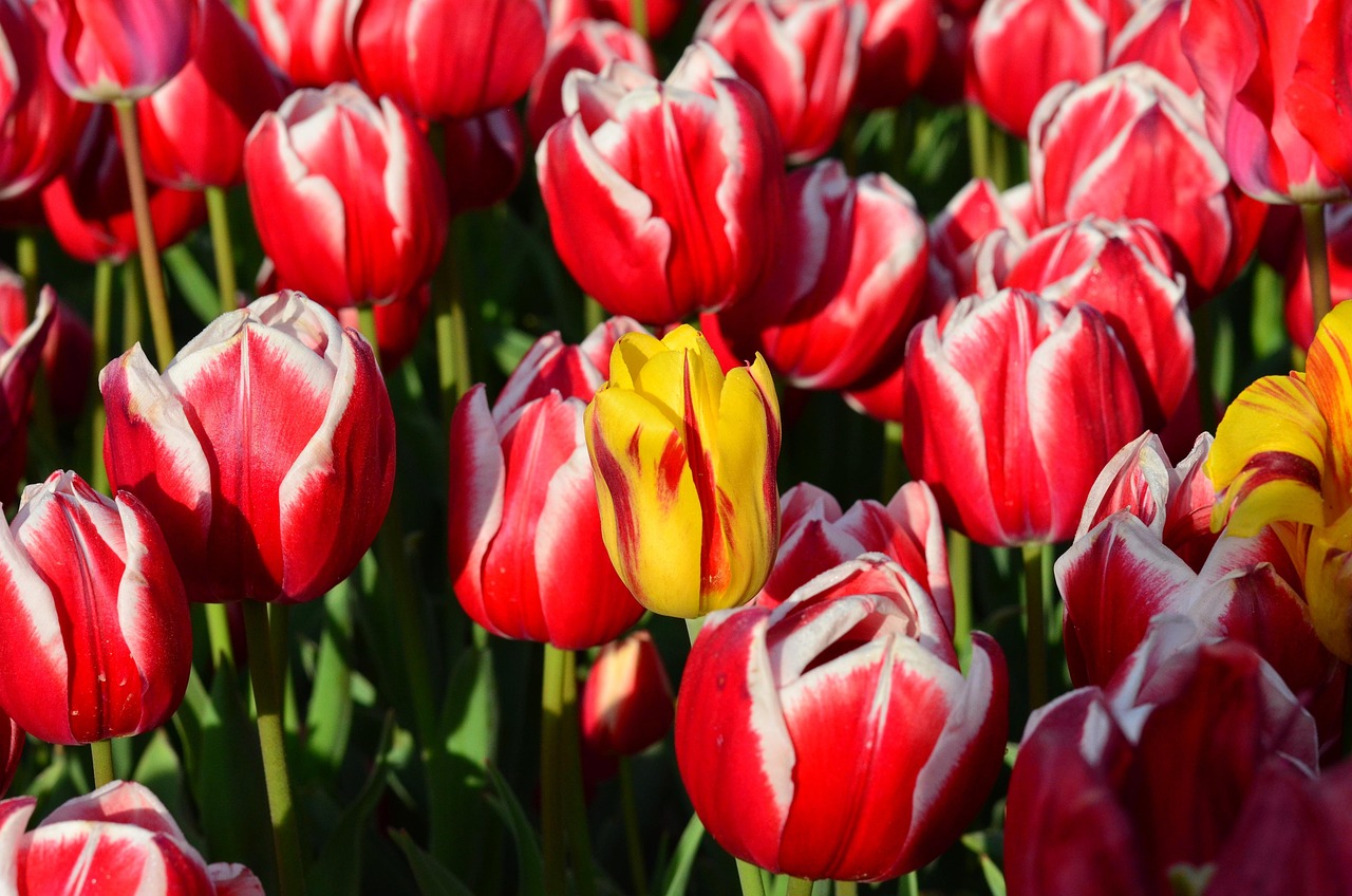 Tulipe Les Tulipes Rouge Photo Gratuite Sur Pixabay Pixabay