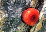 actinie red, tomato of the sea, sea anemone