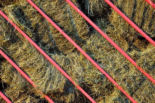 Free Hay Haying photo and picture