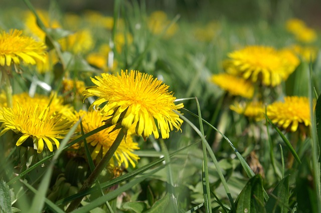 Free Meadow Nature photo and picture