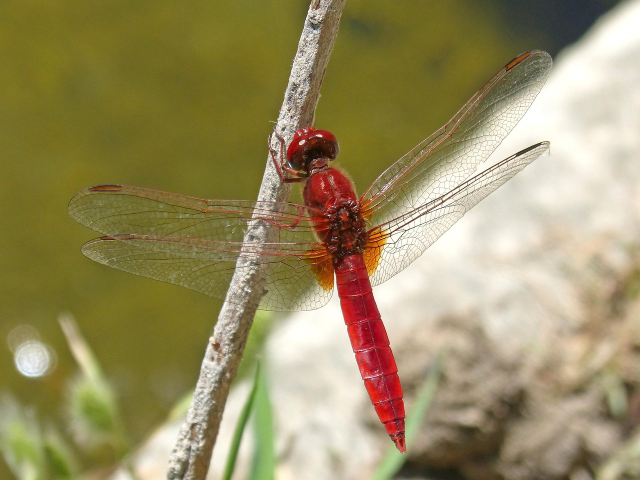 Red Dragonfly Winged Insect - Free photo on Pixabay - Pixabay