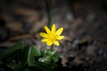 celandine, feigwurz, yellow