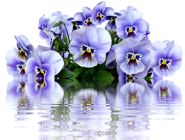 Amor-Perfeito, Primavera, Flor