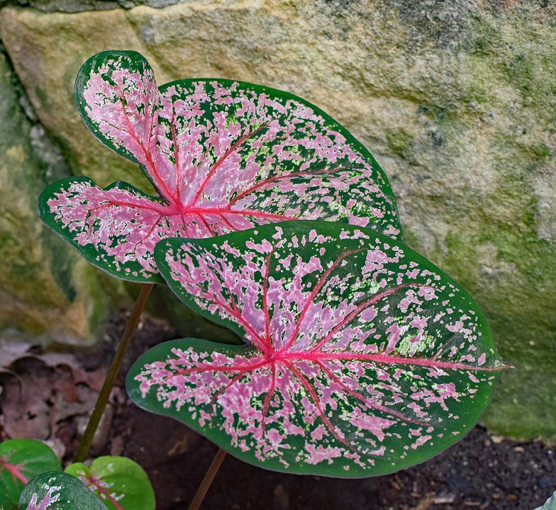 Caladium, Foliage, Garden, Plant, Bulb, Nature