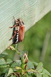 spring, beetle, flower