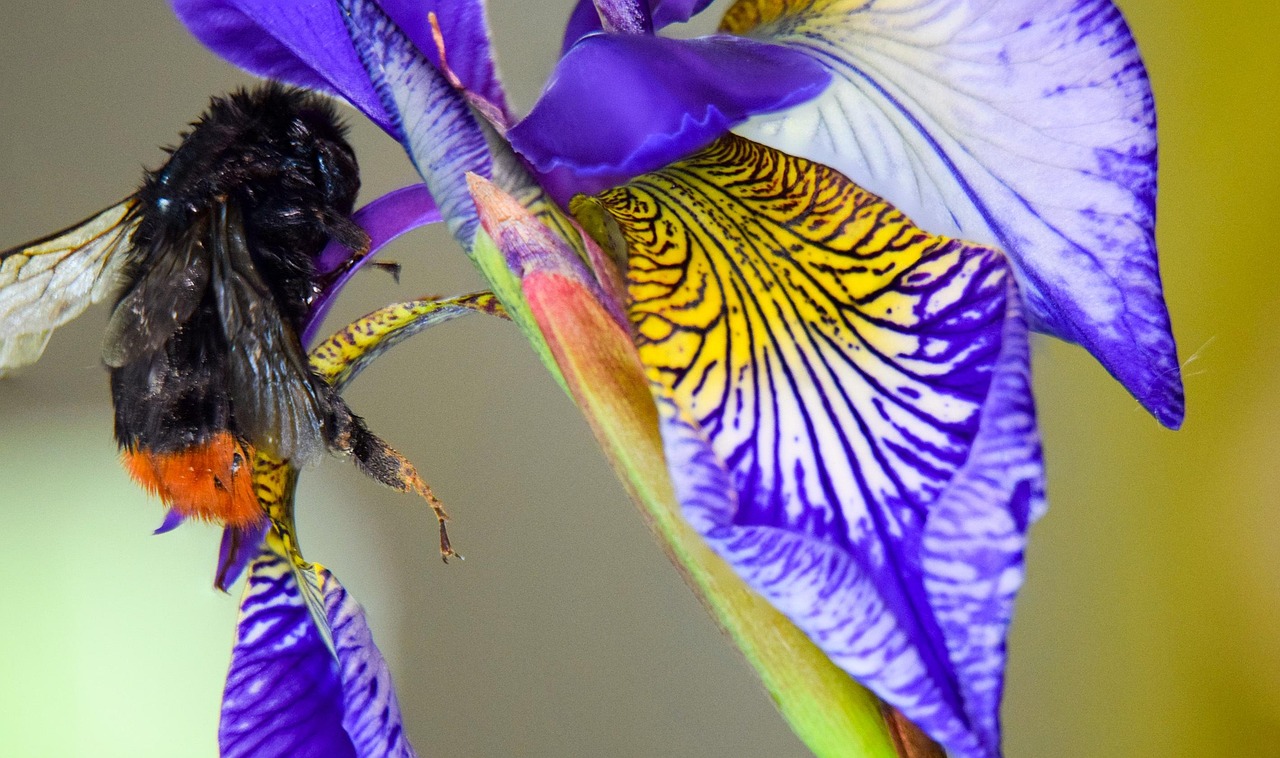 Macro - free online jigsaw puzzle photo