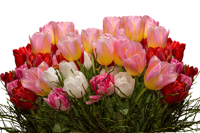 Free tulips nature flower illustration