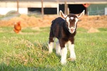 goat, kid, farm
