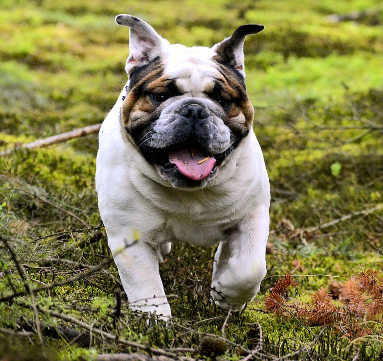 Pet Bulldog Dog · Free photo on Pixabay