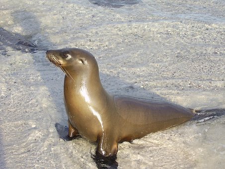 O Pacífico Norte Leões Marinhos