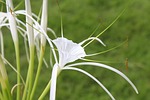 bali, white flower, sting crab lily