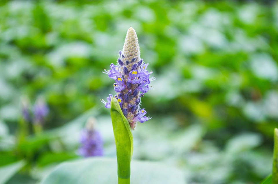 foto gratis: piccolo fiore, giardino, parco - immagine gratis su ... - Piccolo Giardino Piante E Fiori foto gratis: piccolo fiore, giardino, parco - immagine gratis su ... - Piccolo Giardino Piante E Fiori