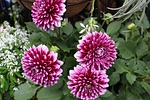 flowers, pink, purple