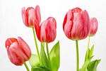tulip, flowers, nature