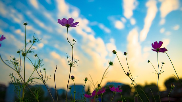 Free Sunset Flower Wallpaper photo and picture