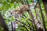 cat, stray, animal
