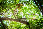 cat, stray, animal
