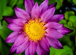 water lily, waterlily, purple