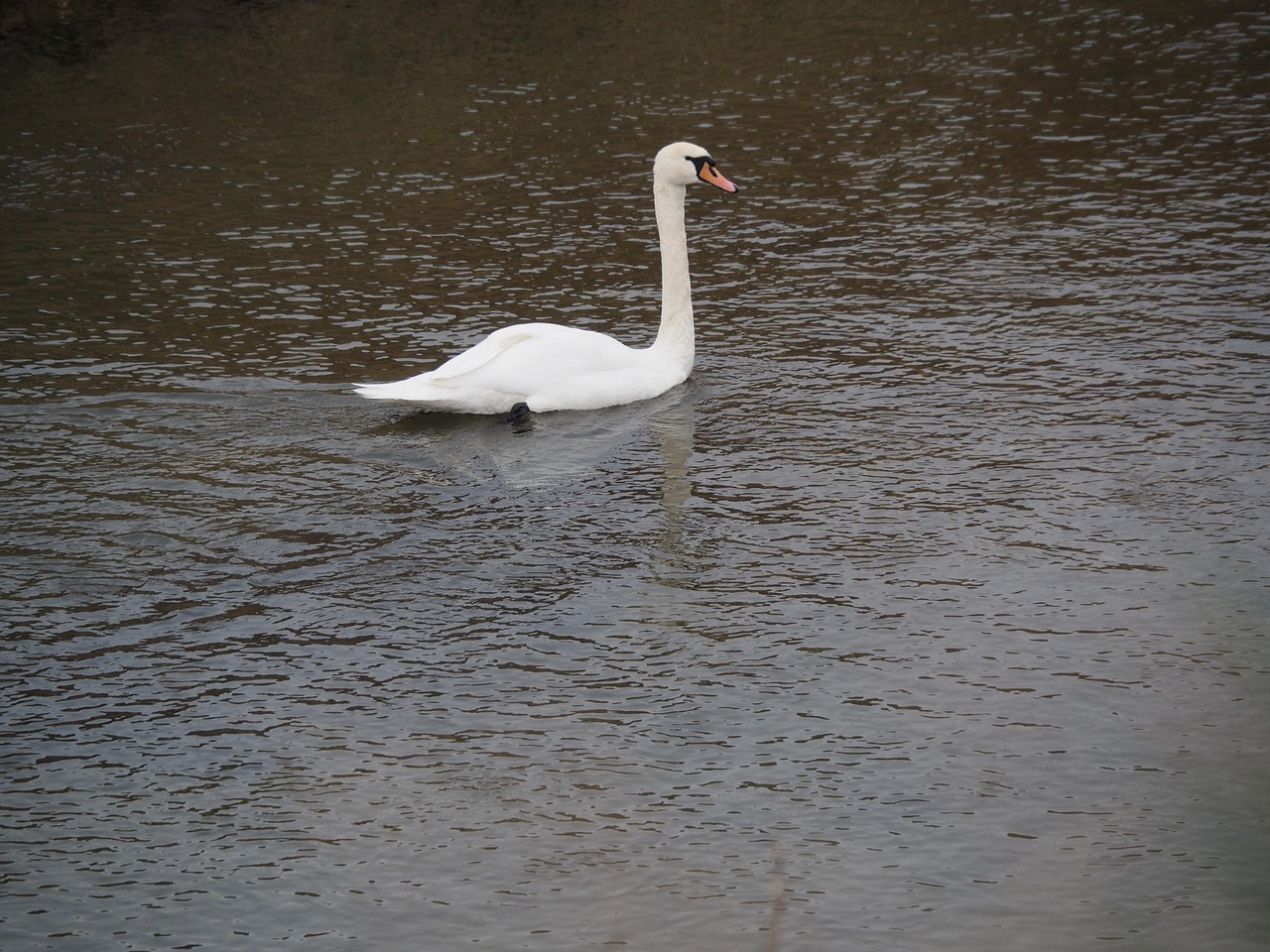 Cygne L'Eau La Nature - Photo gratuite sur Pixabay - Pixabay