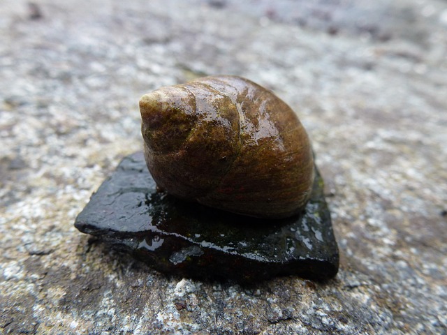 Schelp, Zee, Slak, Getij, Strand, Natuur