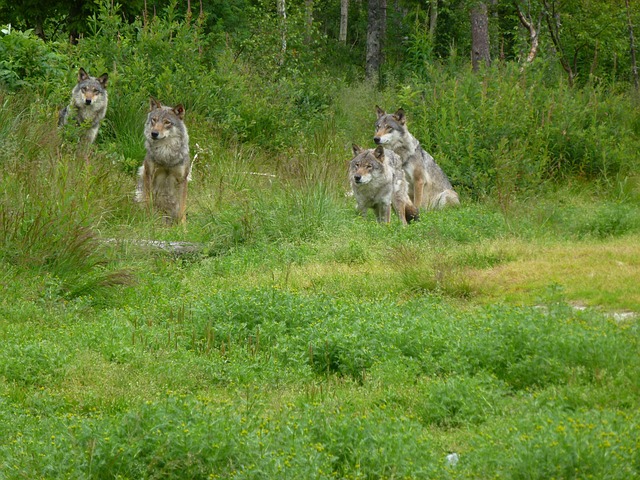 Wolf, Roofdieren, Hunter, Kjøttspiser